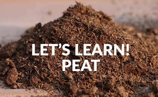 Let’s Learn! What’s Peat in beer from whisky barrels