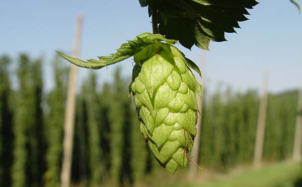 What Exactly Are IBUs? How are IBUS measured