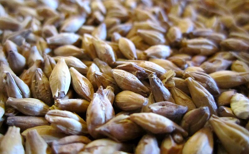 Close up look of malts used to brew beer