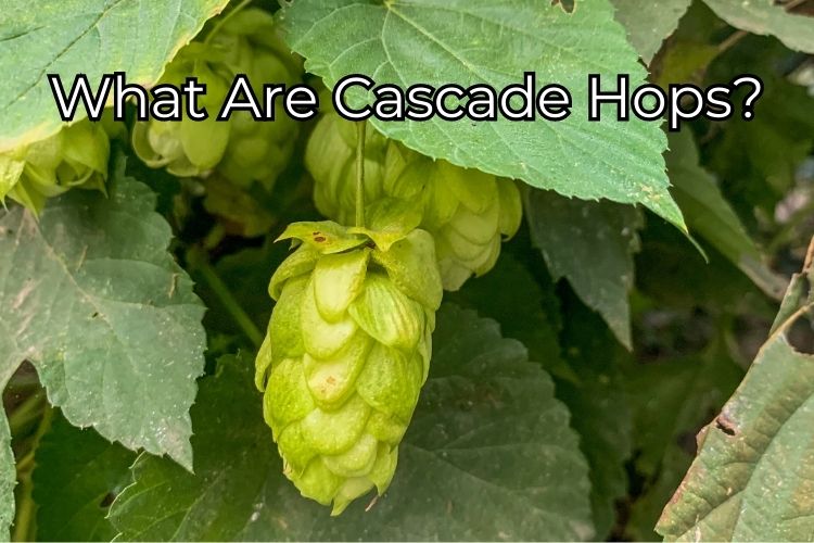 A little green cascade hop